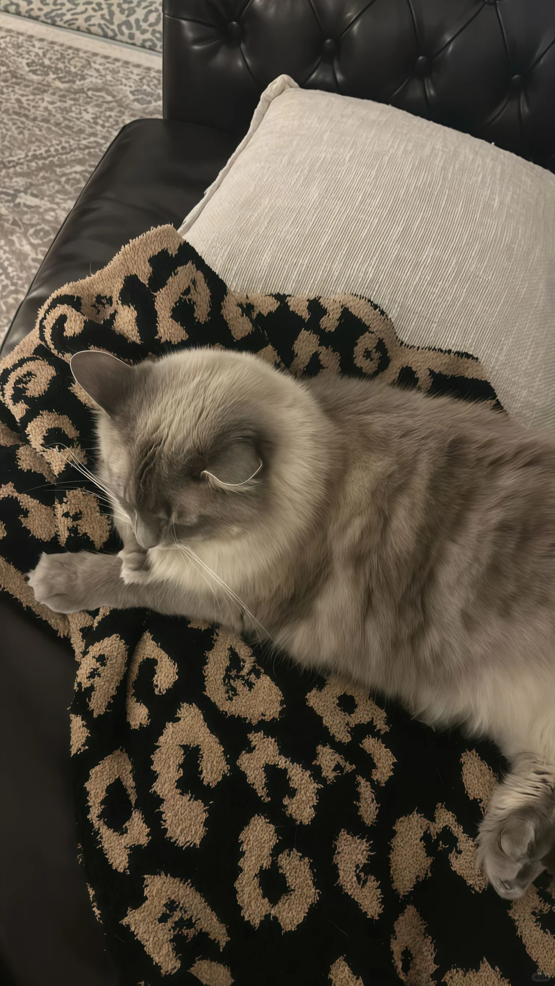 分享一些小众壁纸-