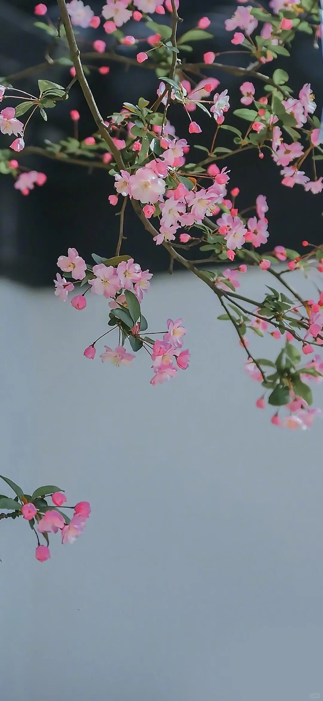 壁纸分享、手机壁纸