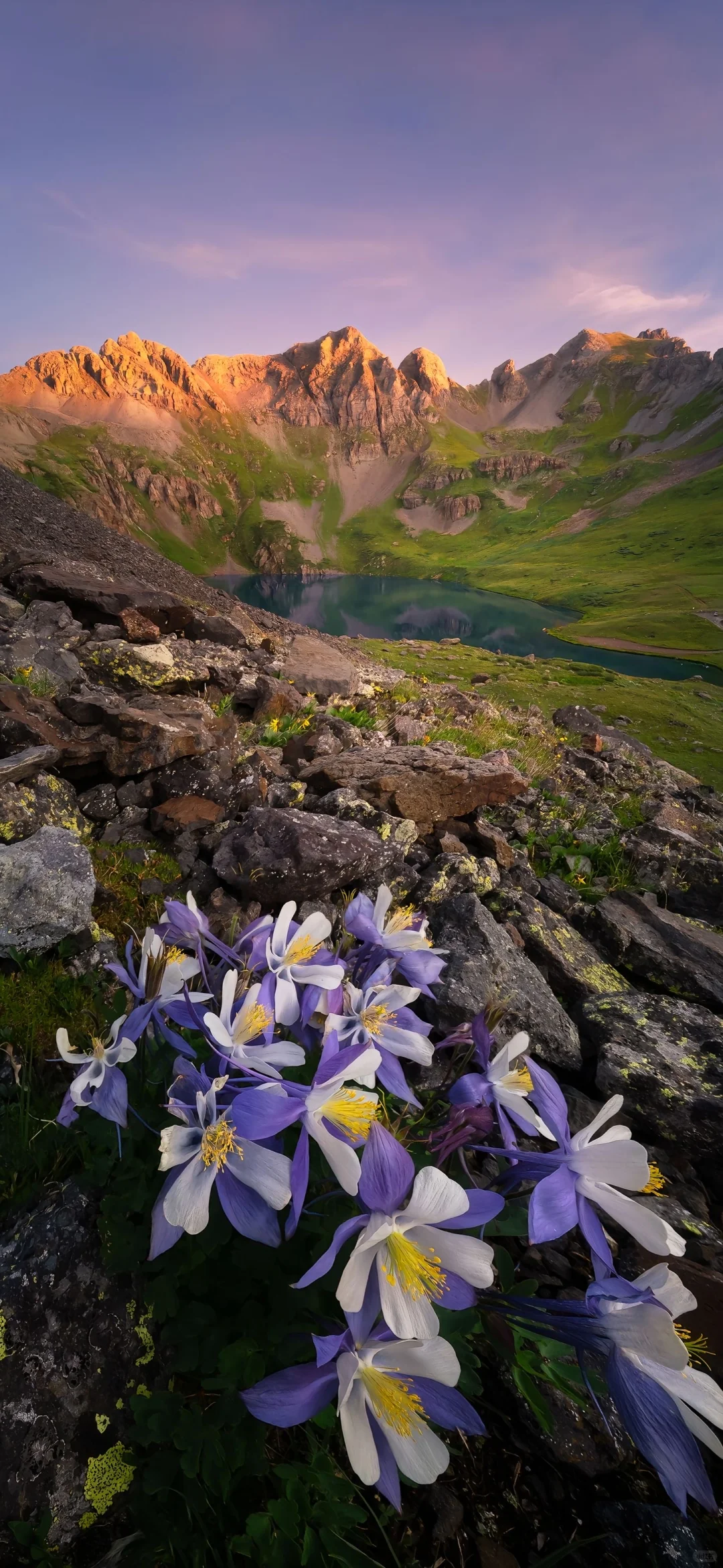 share丨生机盎然的壁纸
