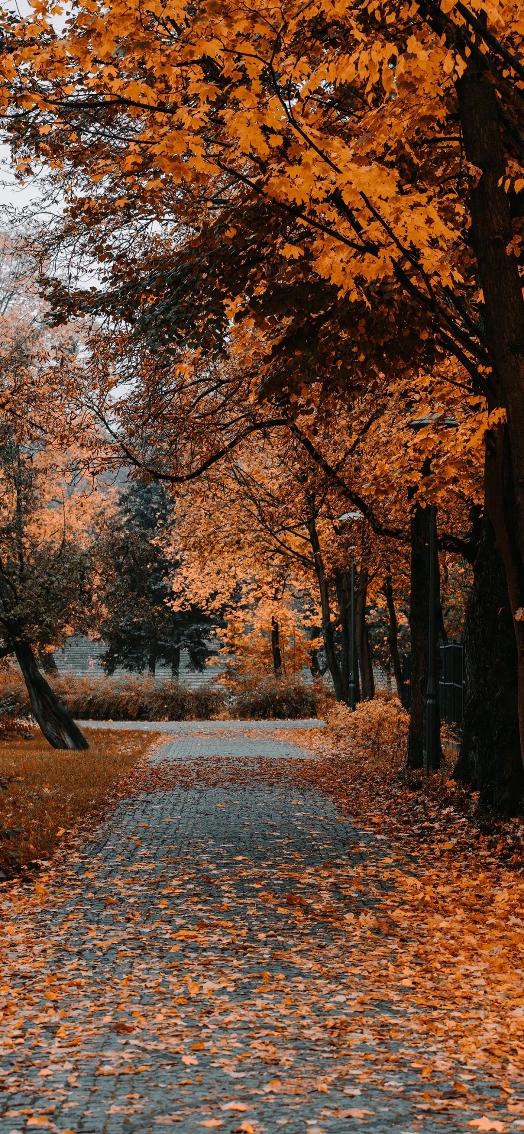 秋日限定壁纸上新
