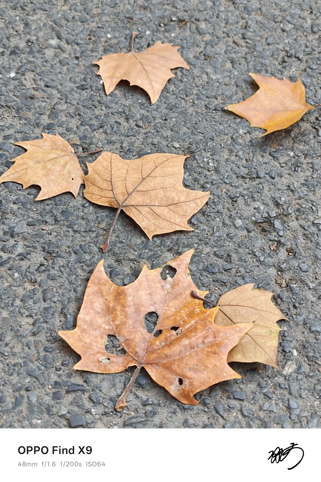 刚入手的OPPOFindX9，果然是女神拍照神器