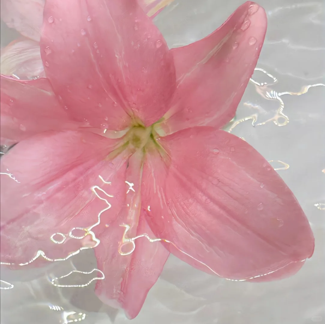 𝑺𝒉𝒂𝒓𝒆粉色🌷壁纸