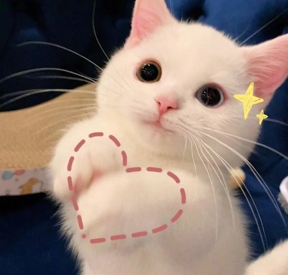 甜甜的猫猫表情包又来啦！