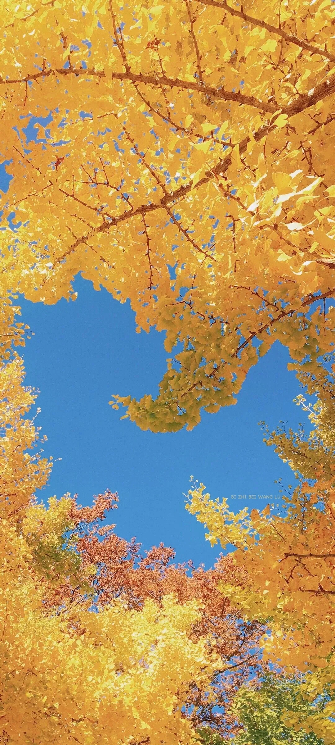 iPhone锁屏壁纸｜银杏叶飘落🍂