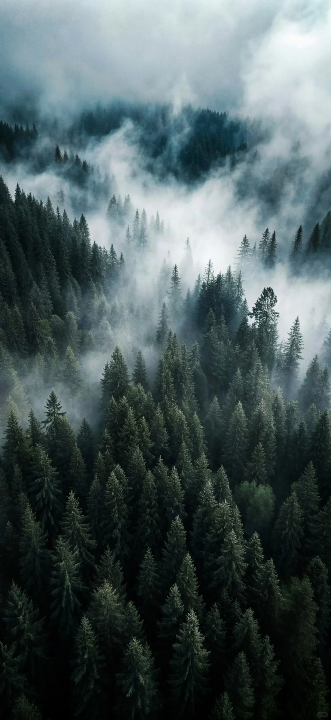 高清养眼手机壁纸