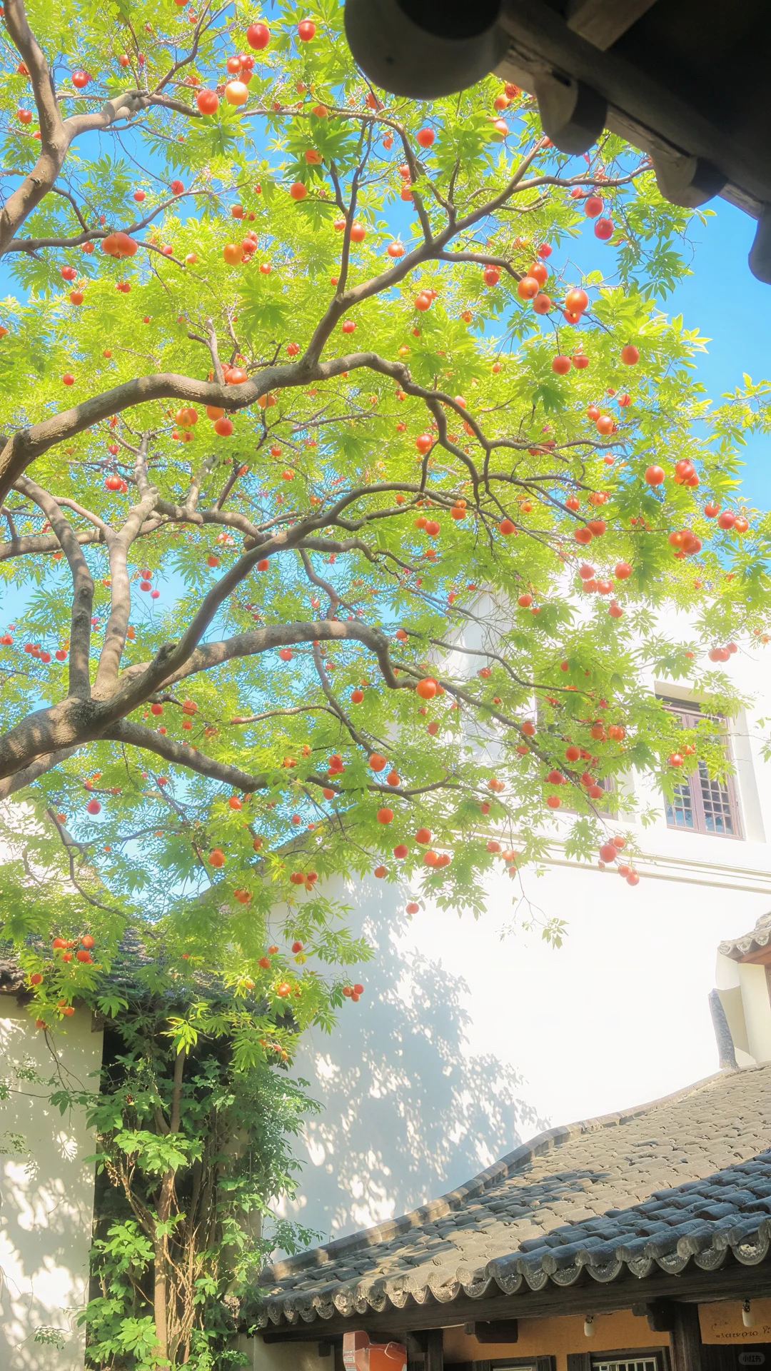 霞光衔金，榴花复燃🍃