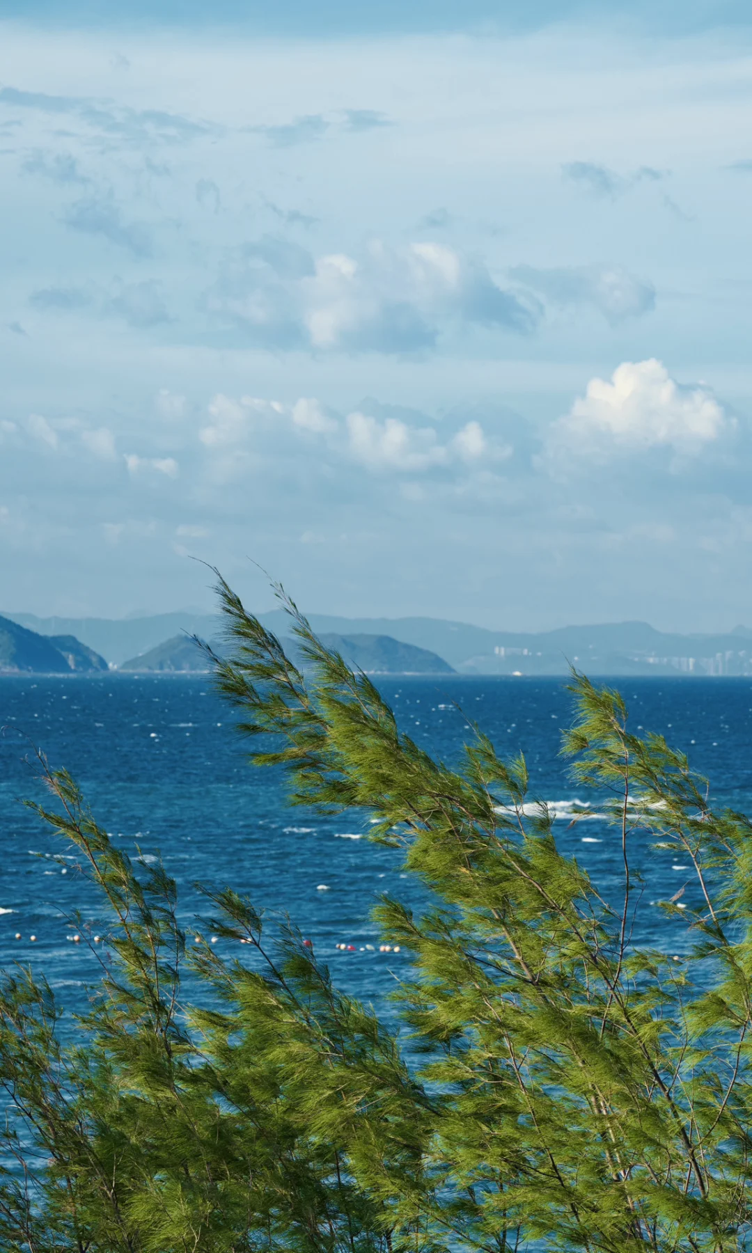 Summer by the Shore 📷