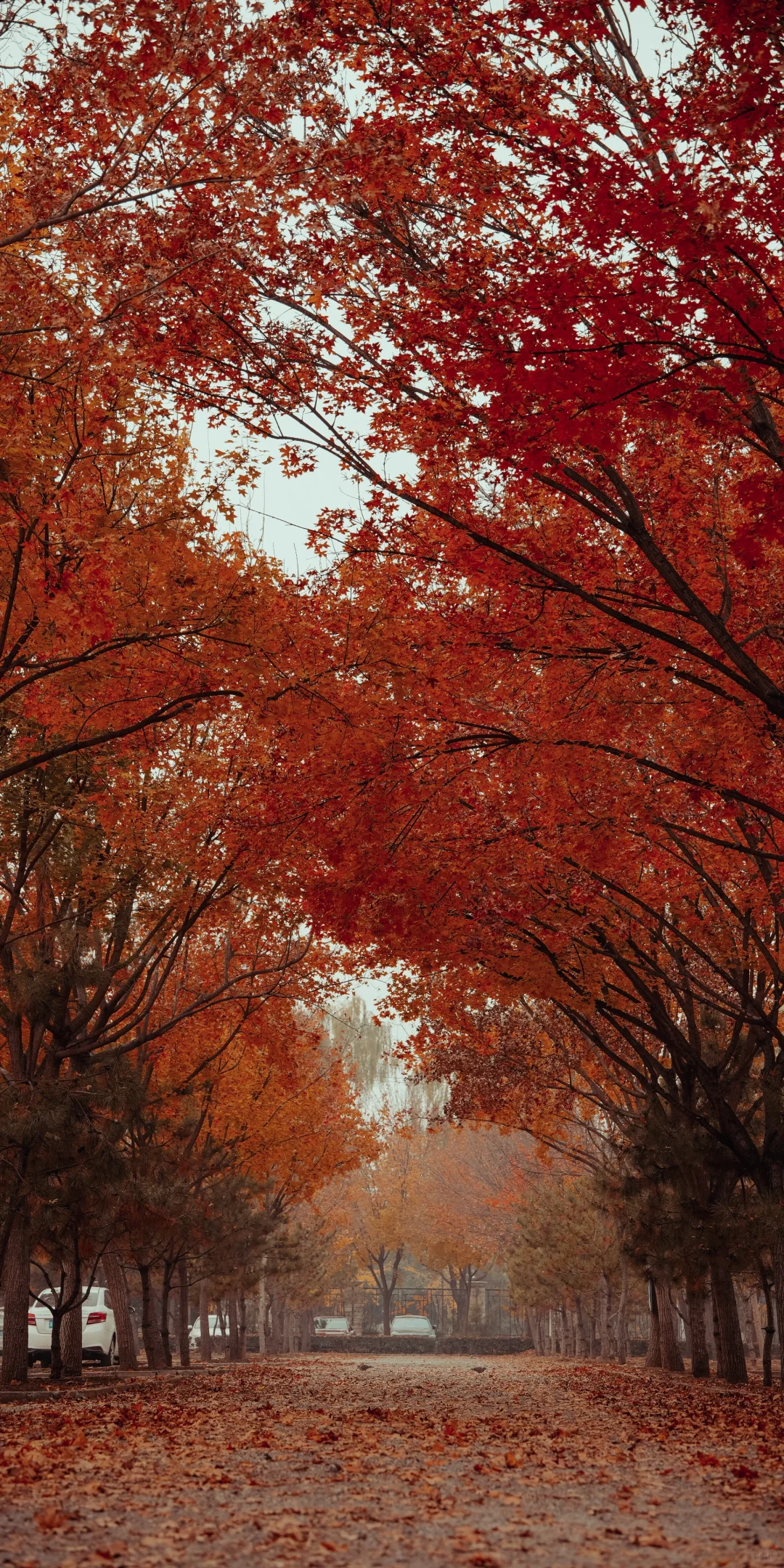 阴天，一份壁纸已送达