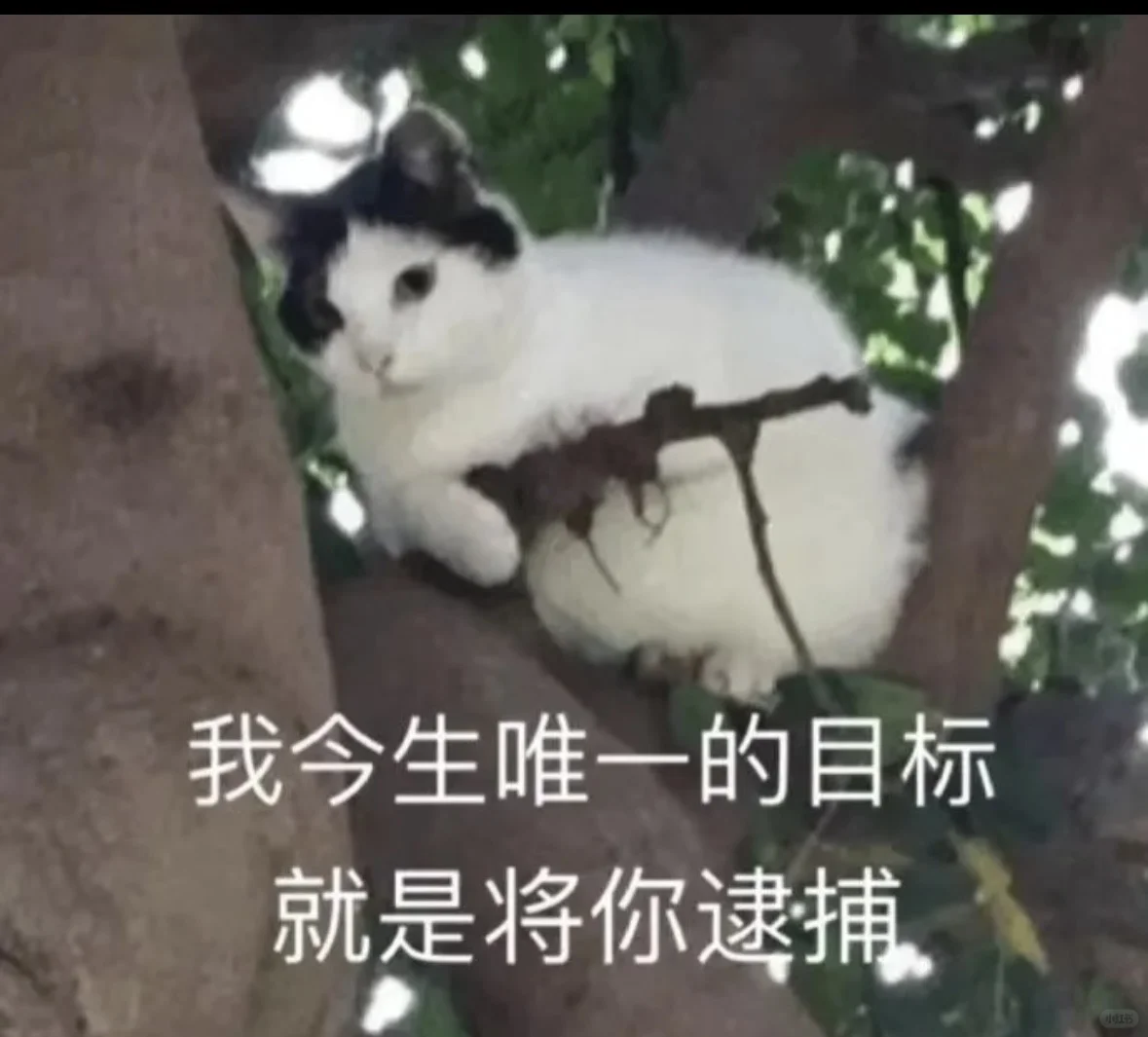 公主收表情包啦……