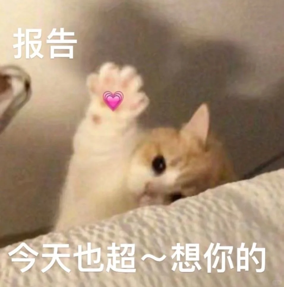 甜甜的猫猫表情包又来啦！