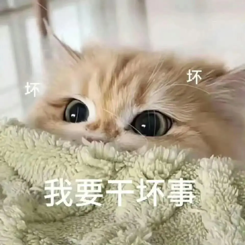 甜甜的猫猫表情包又来啦！