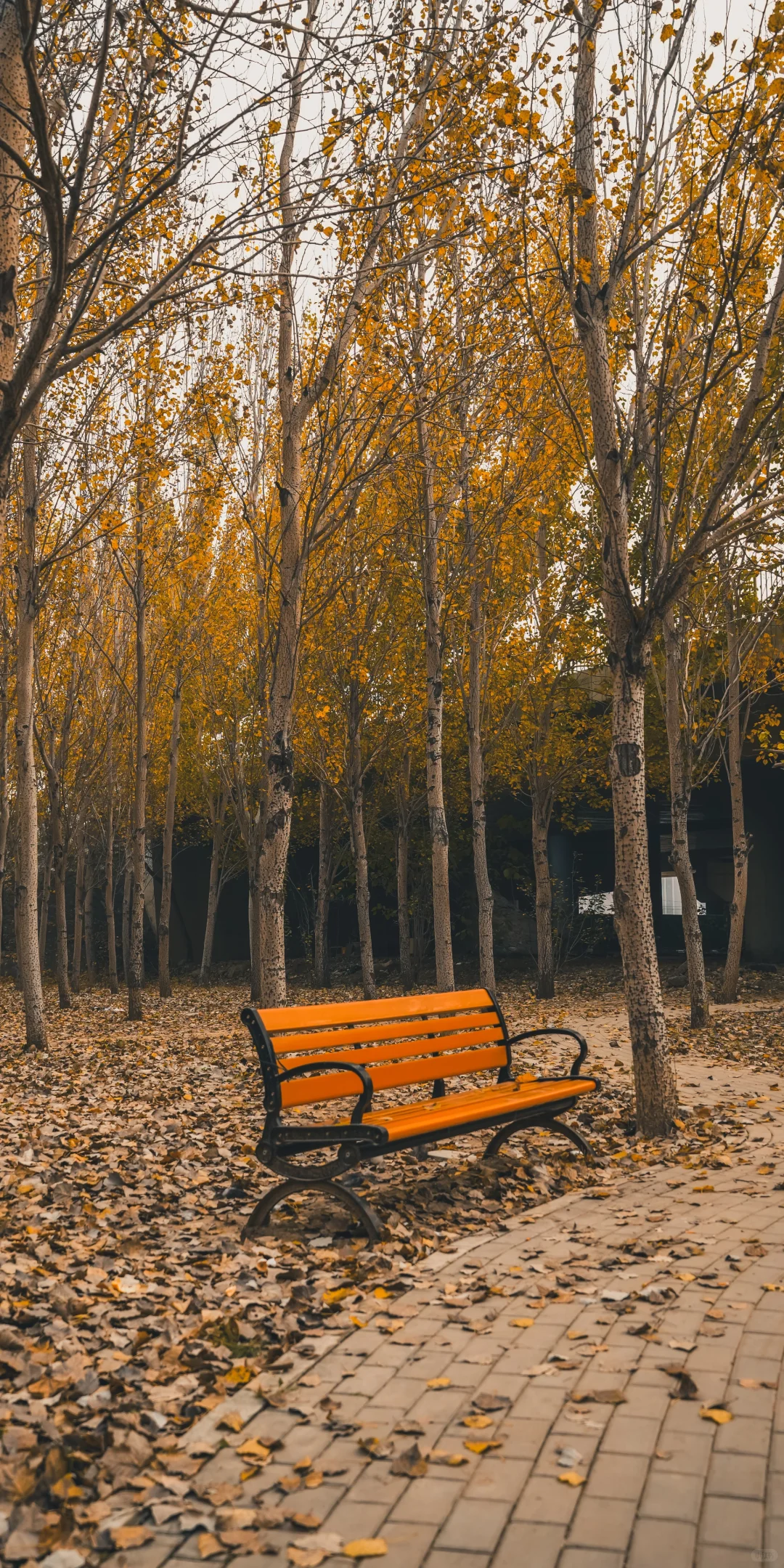 阴天，一份壁纸已送达