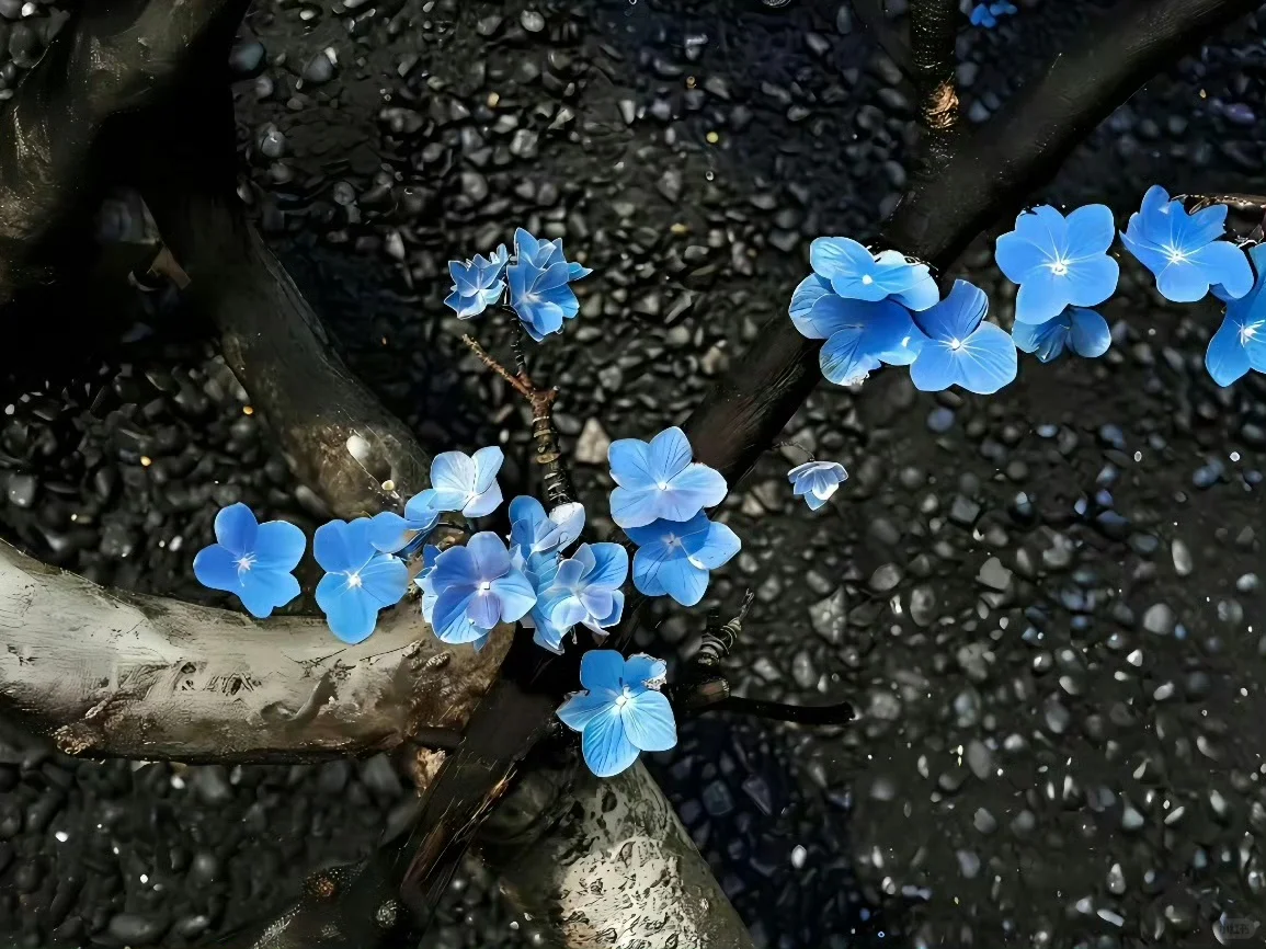 𝑺𝒉𝒂𝒓𝒆粉色🌷壁纸