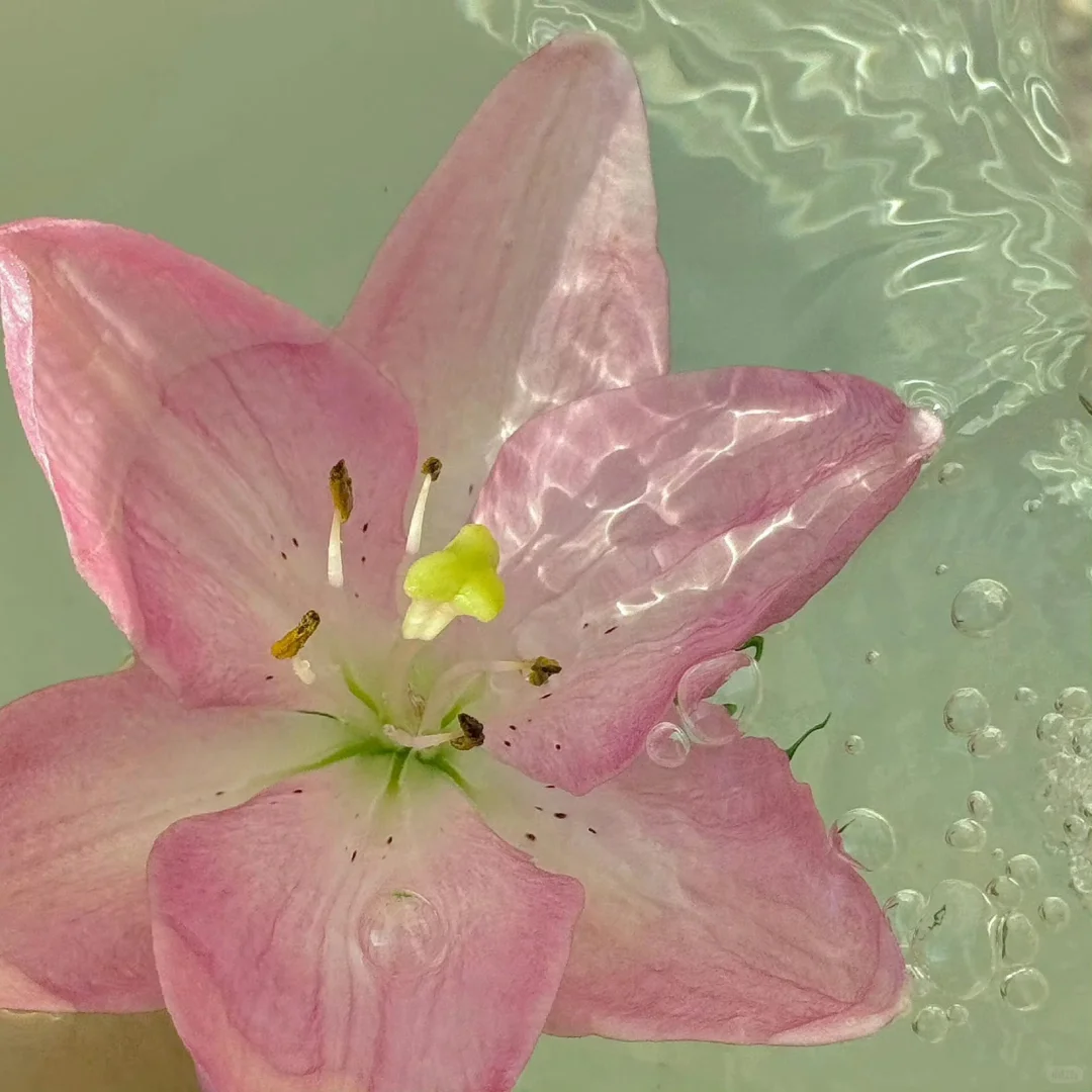 𝑺𝒉𝒂𝒓𝒆粉色🌷壁纸