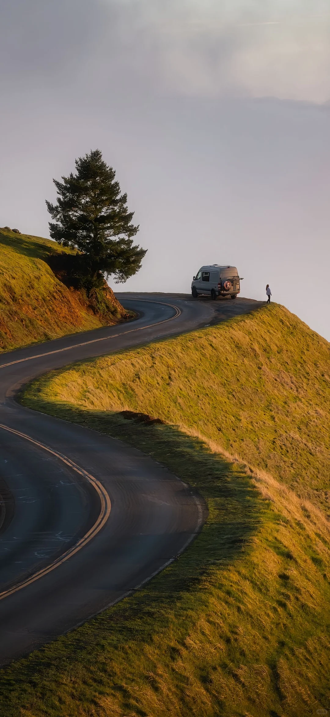 share丨生机盎然的壁纸