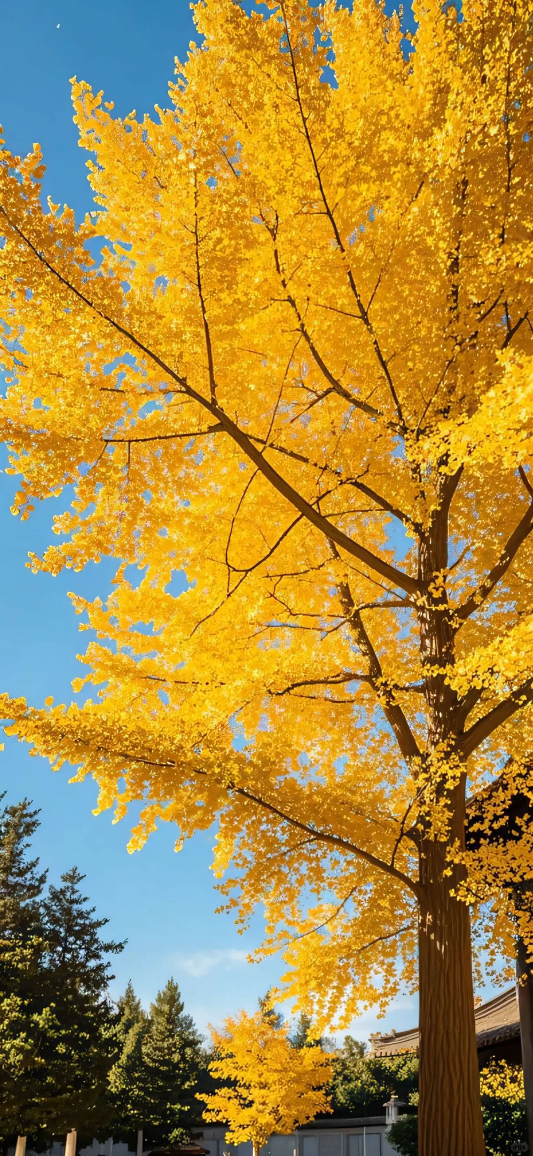 iPhone锁屏壁纸｜银杏叶飘落🍂