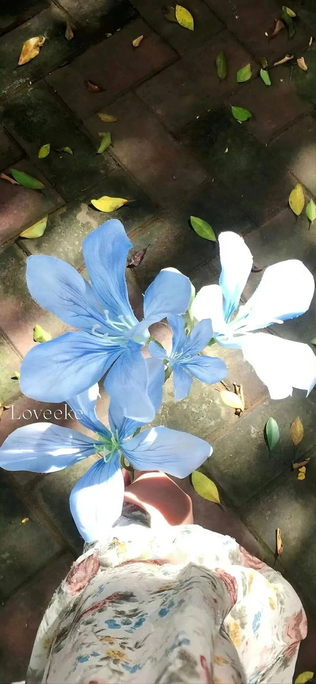 Share/你的新壁纸拍了拍你10.24👏