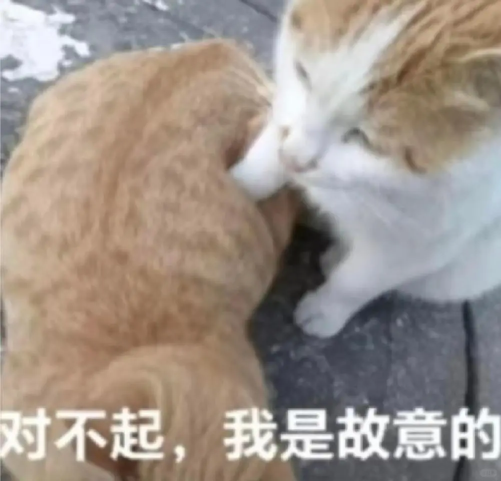 甜甜的猫猫表情包又来啦！
