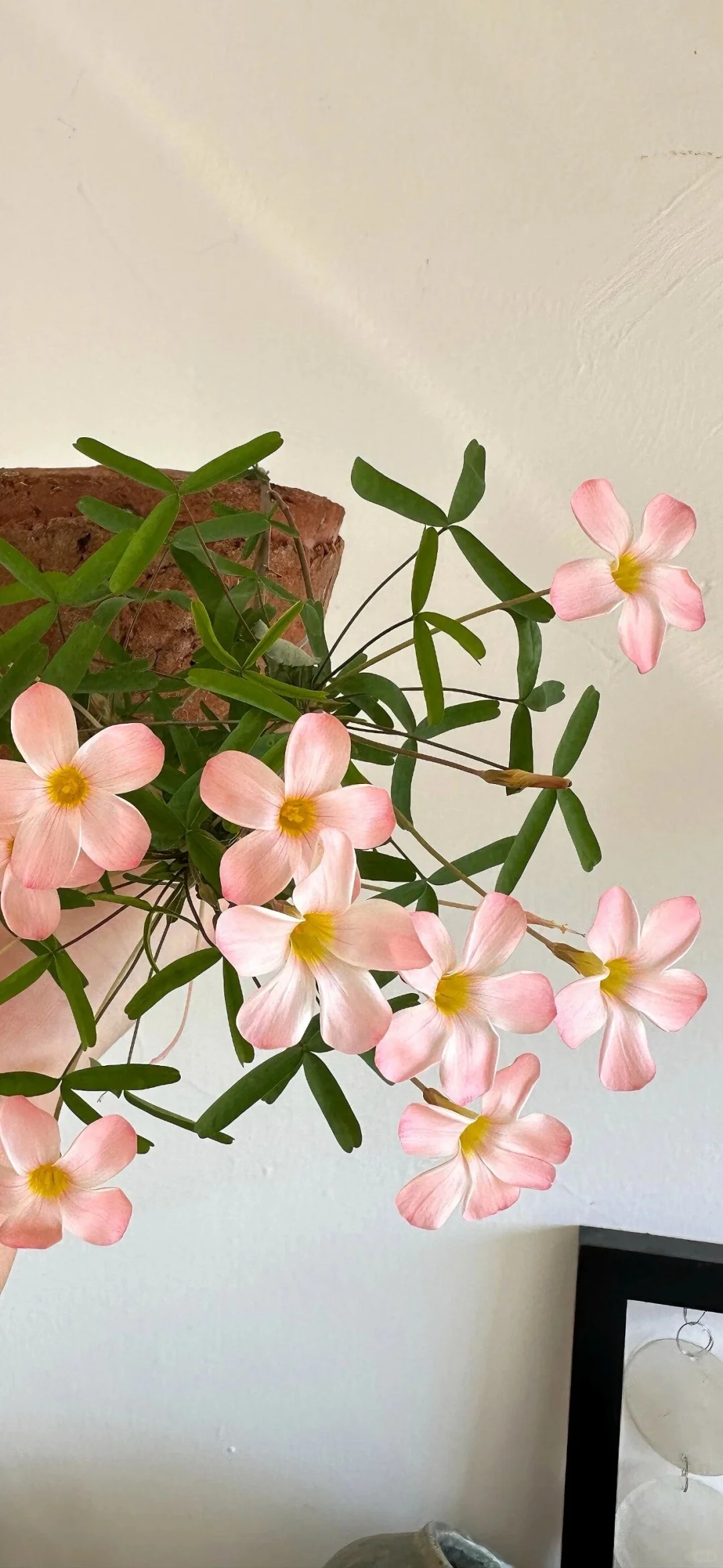 Share/你的新壁纸拍了拍你10.24👏