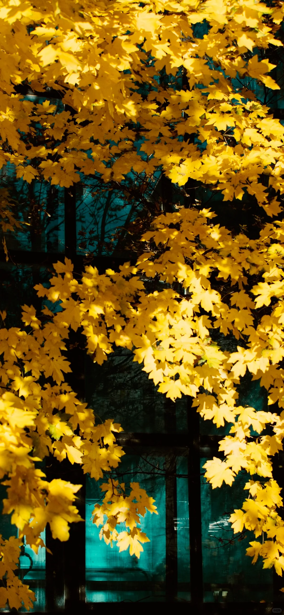 iPhone锁屏壁纸｜银杏叶飘落🍂