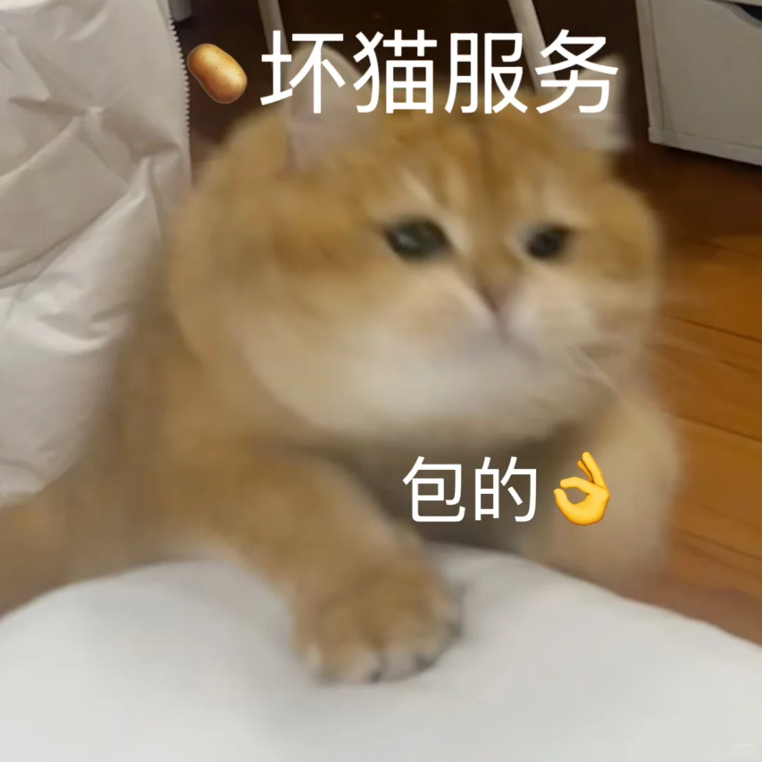 🥔表情包｜猫猫：如何呢？
