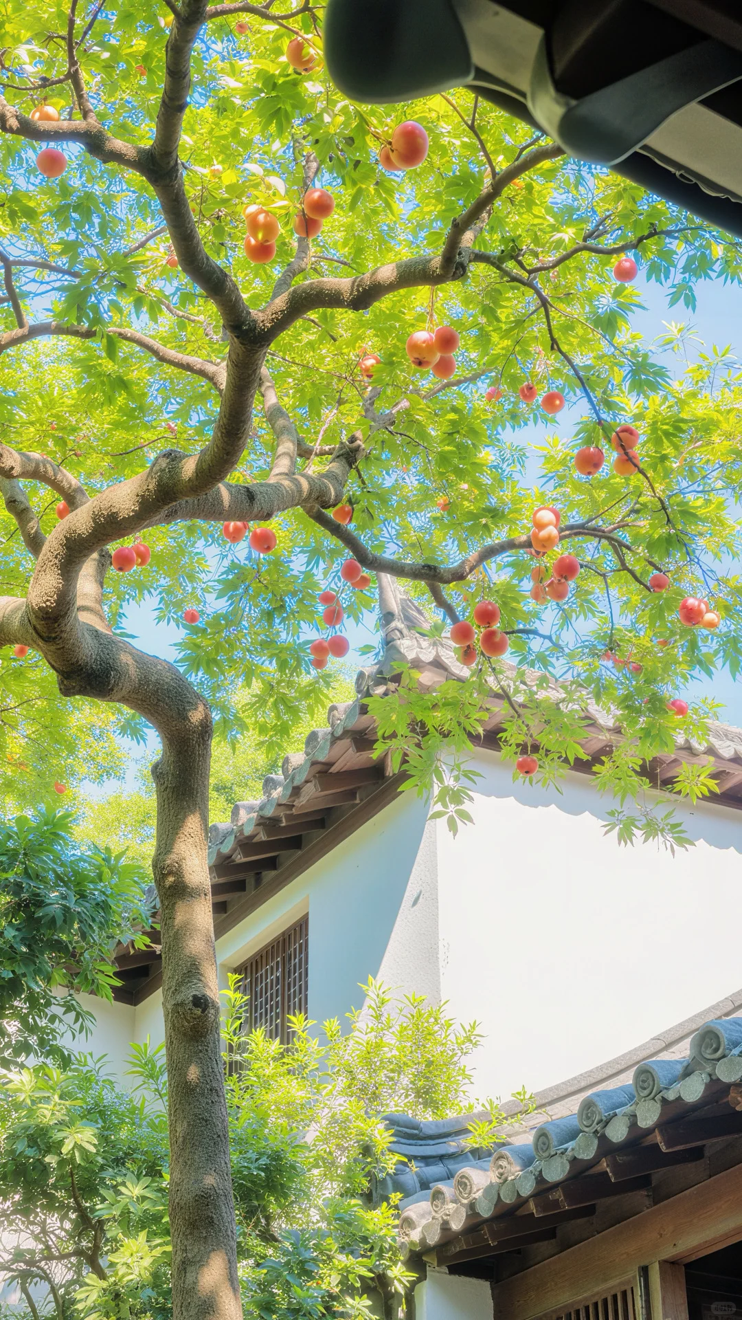 霞光衔金，榴花复燃🍃