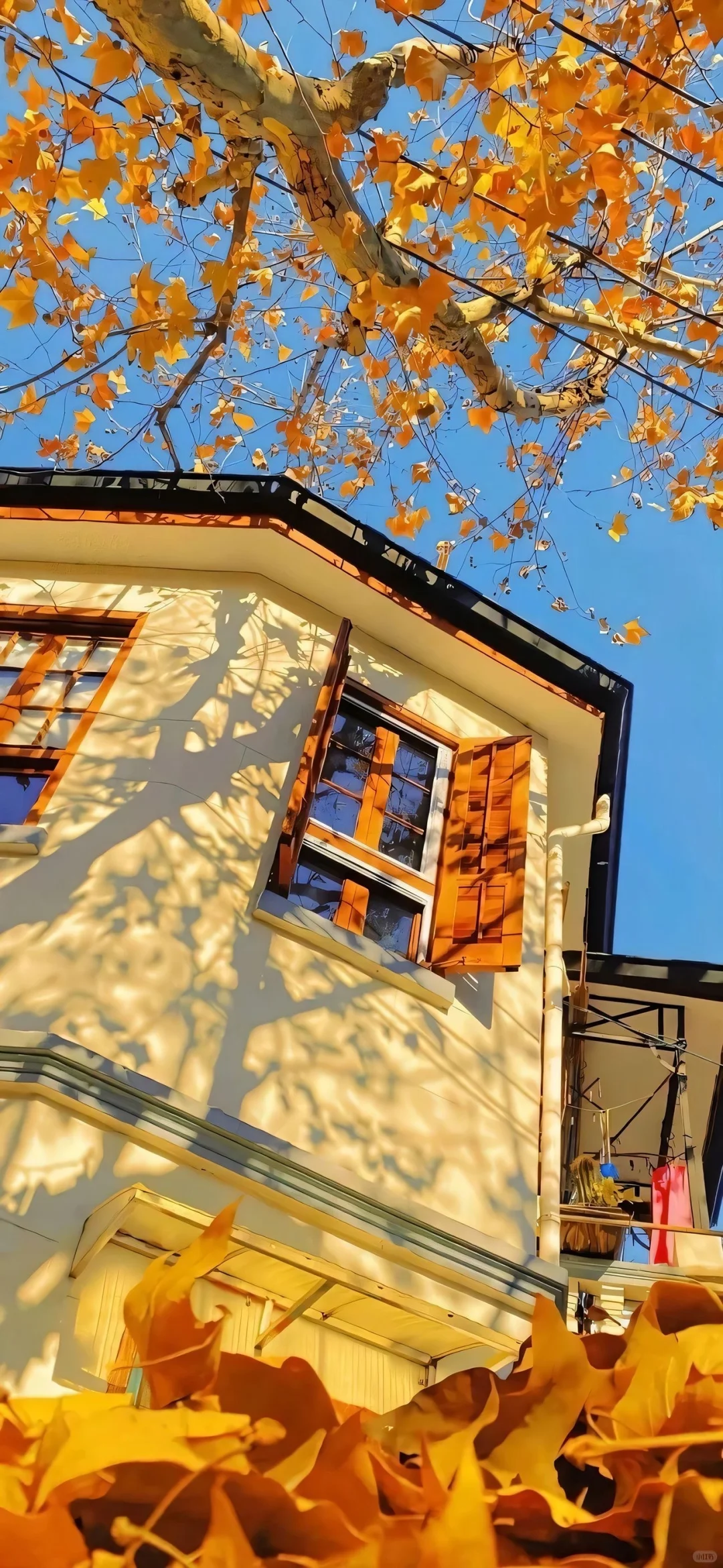 秋日限定壁纸上新