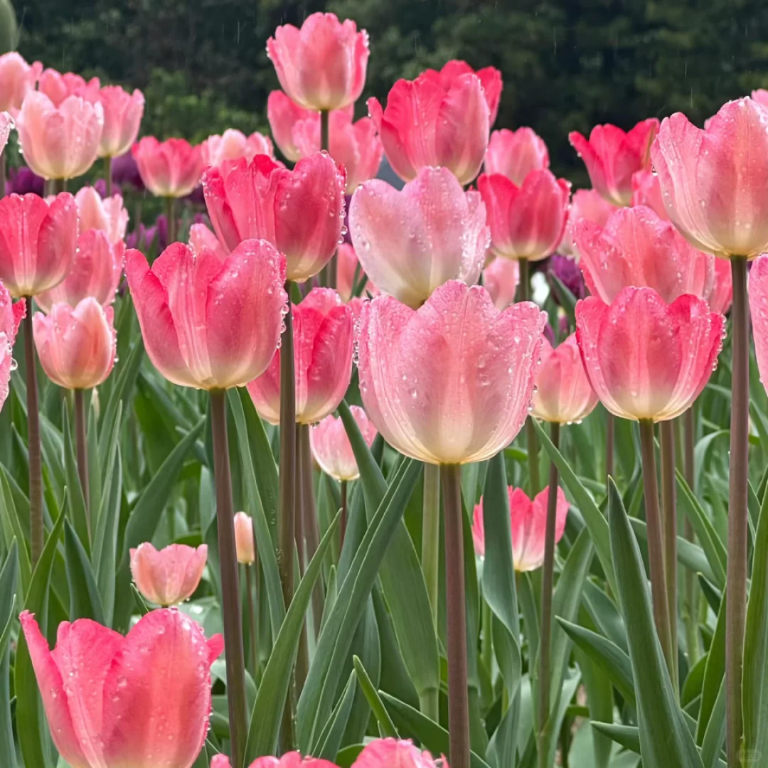 𝑺𝒉𝒂𝒓𝒆粉色🌷壁纸