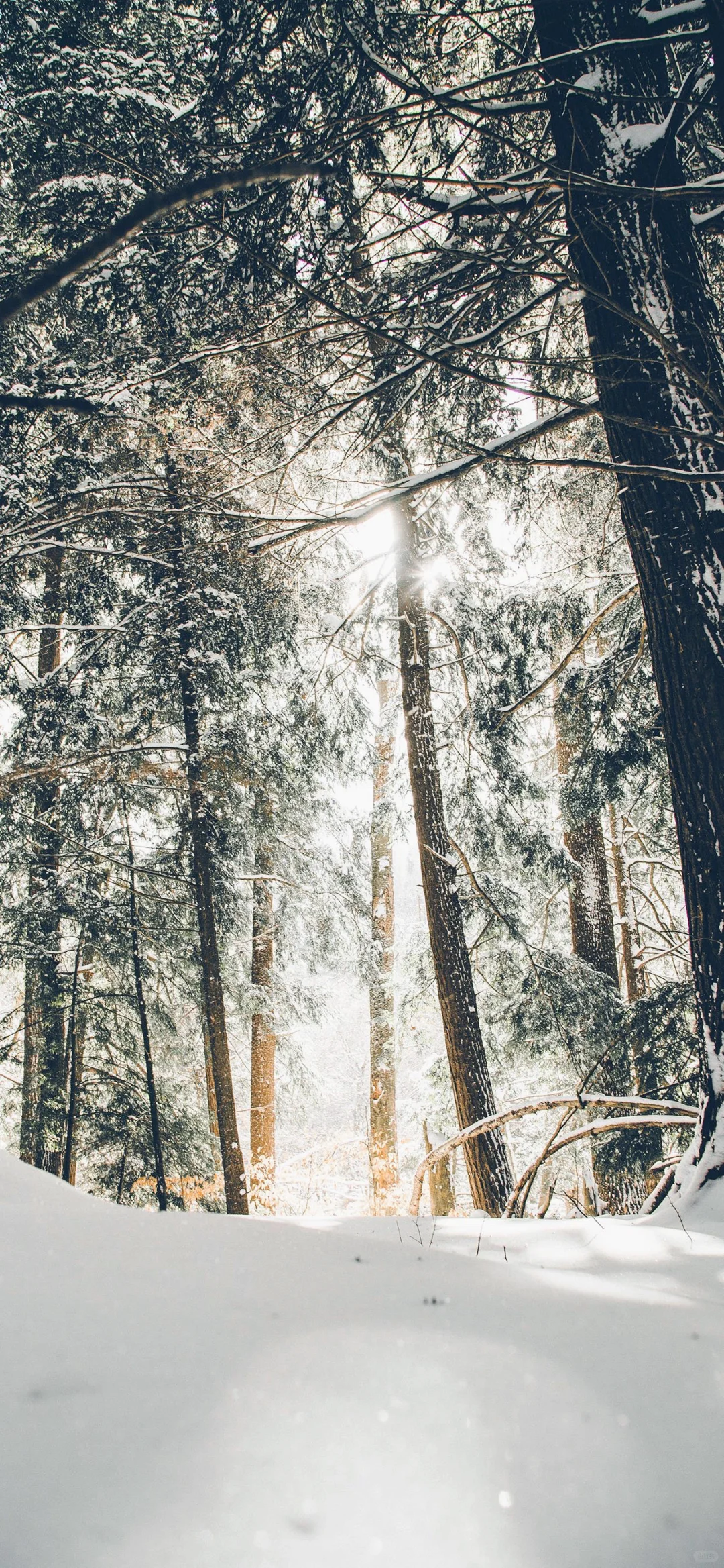 冬天の雪景壁纸❄☃︎ *❆