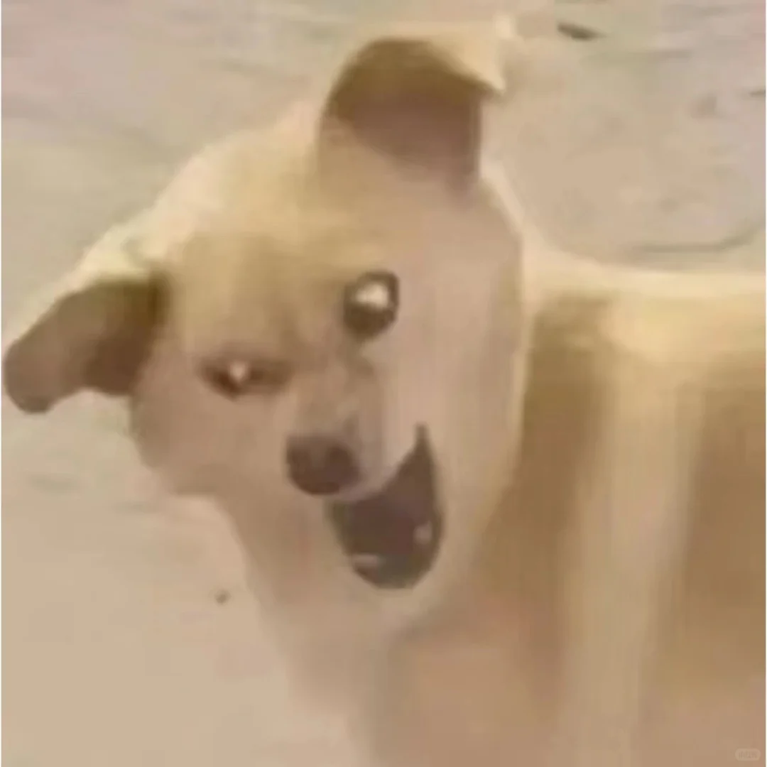 实用表情包5.0｜近期爱用分享