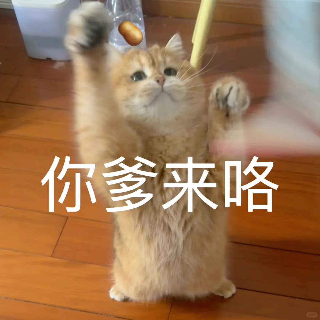 🥔表情包｜猫猫：如何呢？