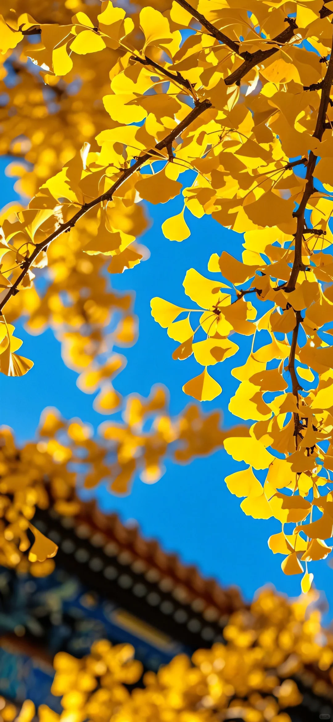 秋日限定壁纸上新