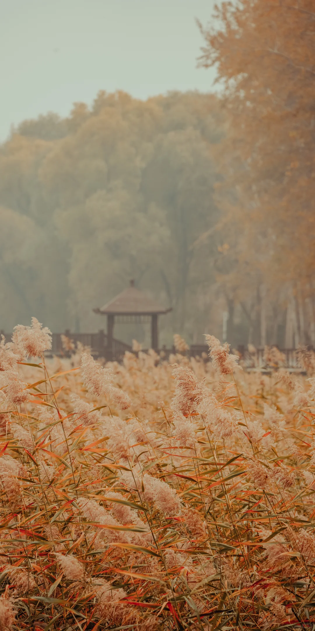 阴天，一份壁纸已送达