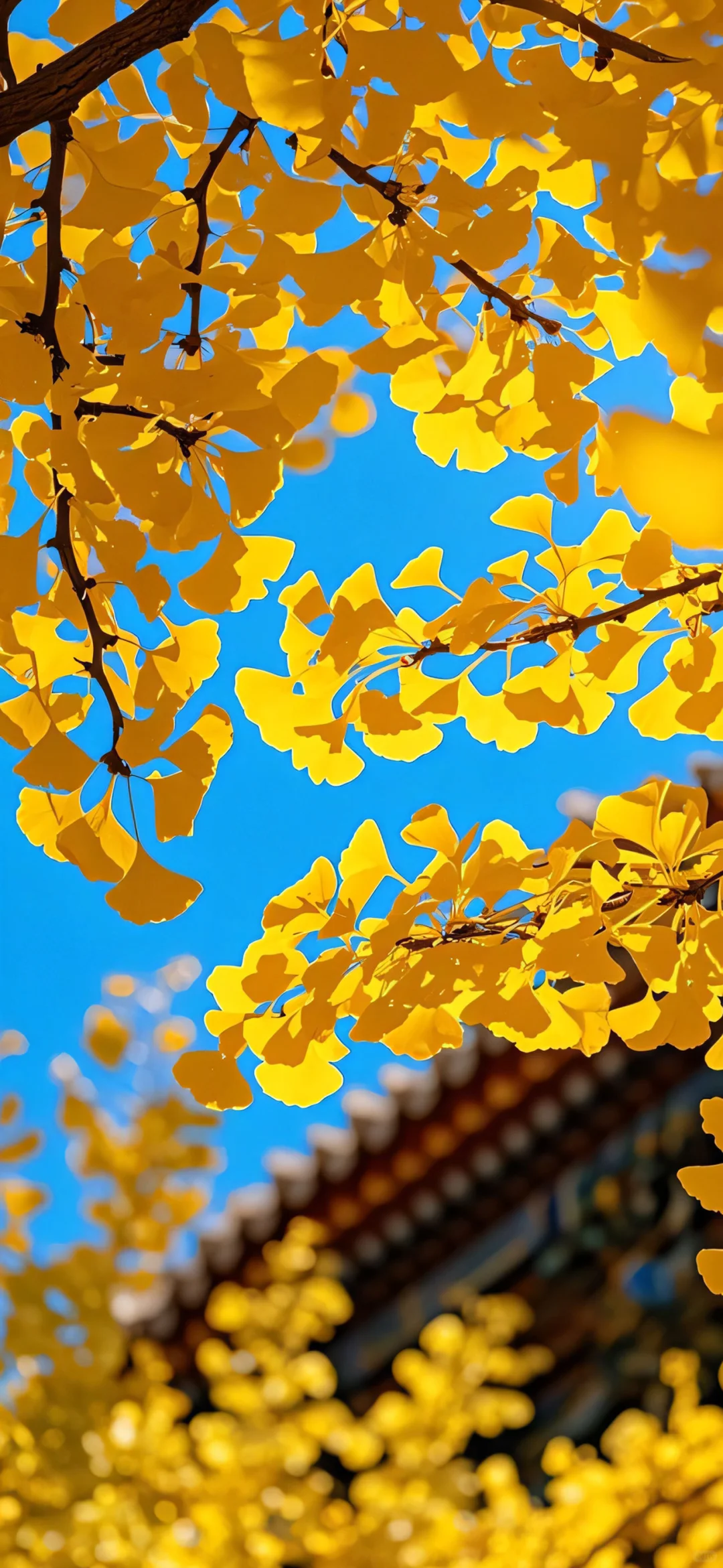 iPhone锁屏壁纸｜银杏叶飘落🍂