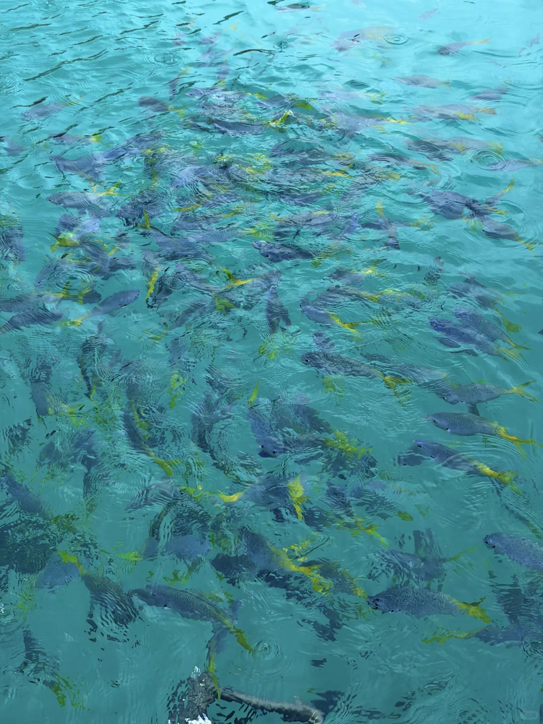 一起去吹吹帕劳🇵🇼的海风吧🌊