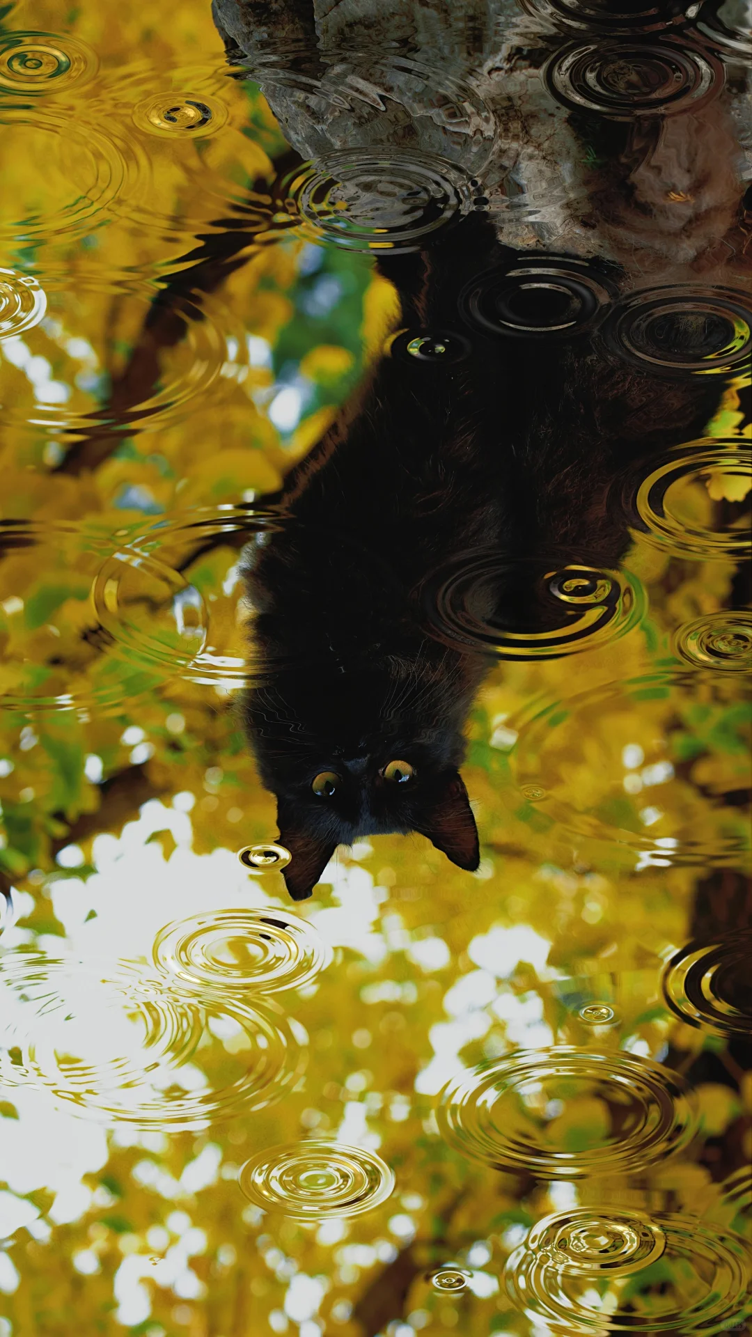 用特效二创了下，非常喜欢的手机壁纸。