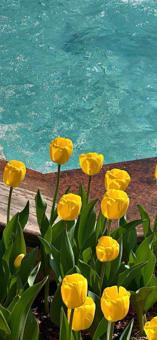 𝑺𝒉𝒂𝒓𝒆粉色🌷壁纸