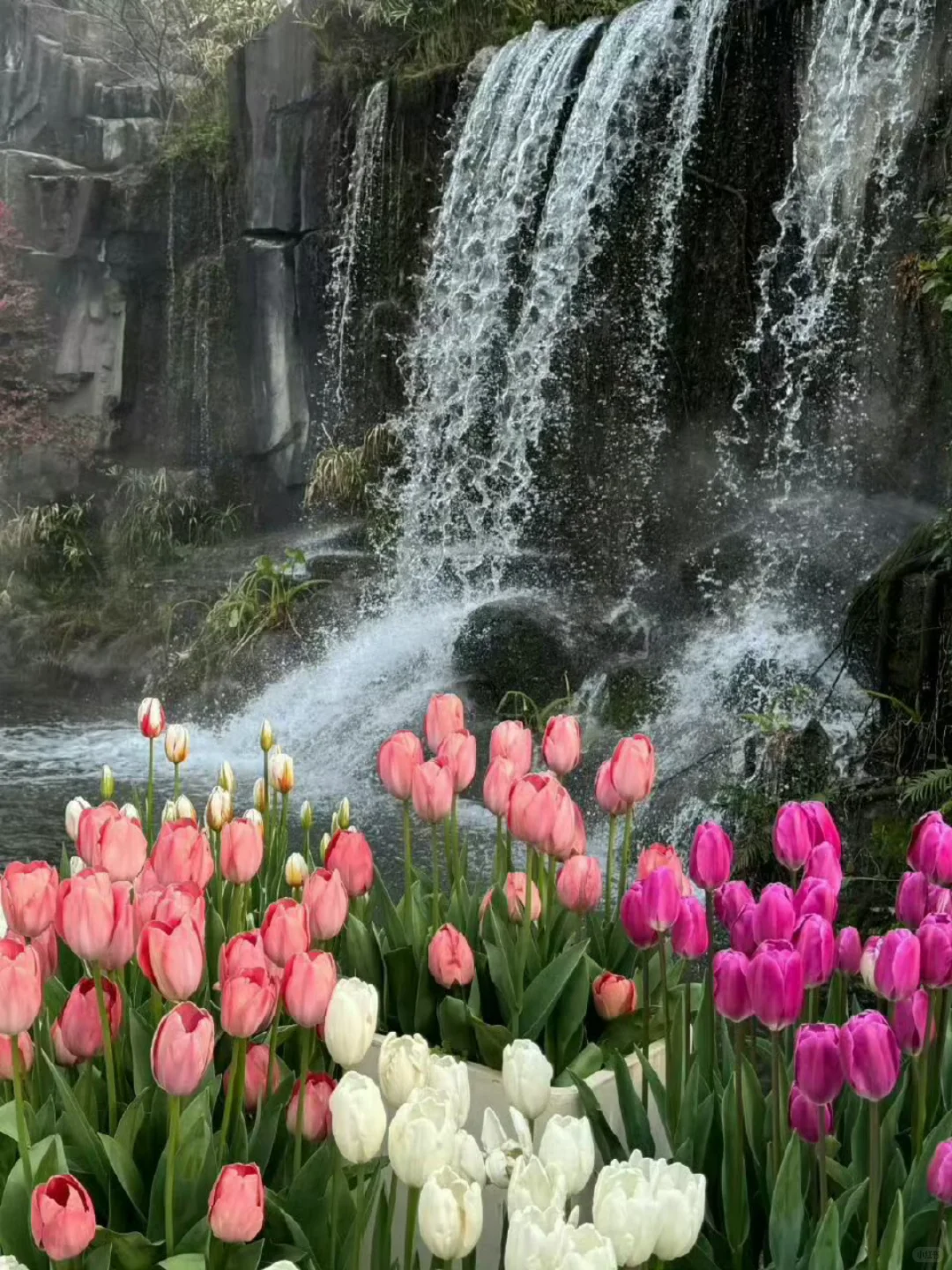 𝑺𝒉𝒂𝒓𝒆粉色🌷壁纸