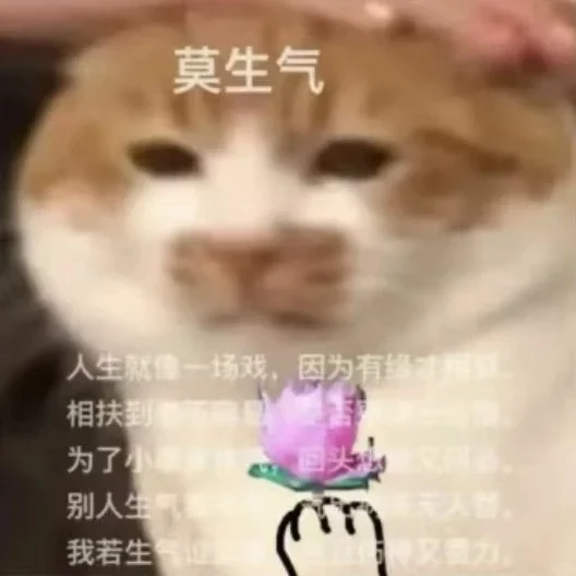 小猫表情包、小猫表情包