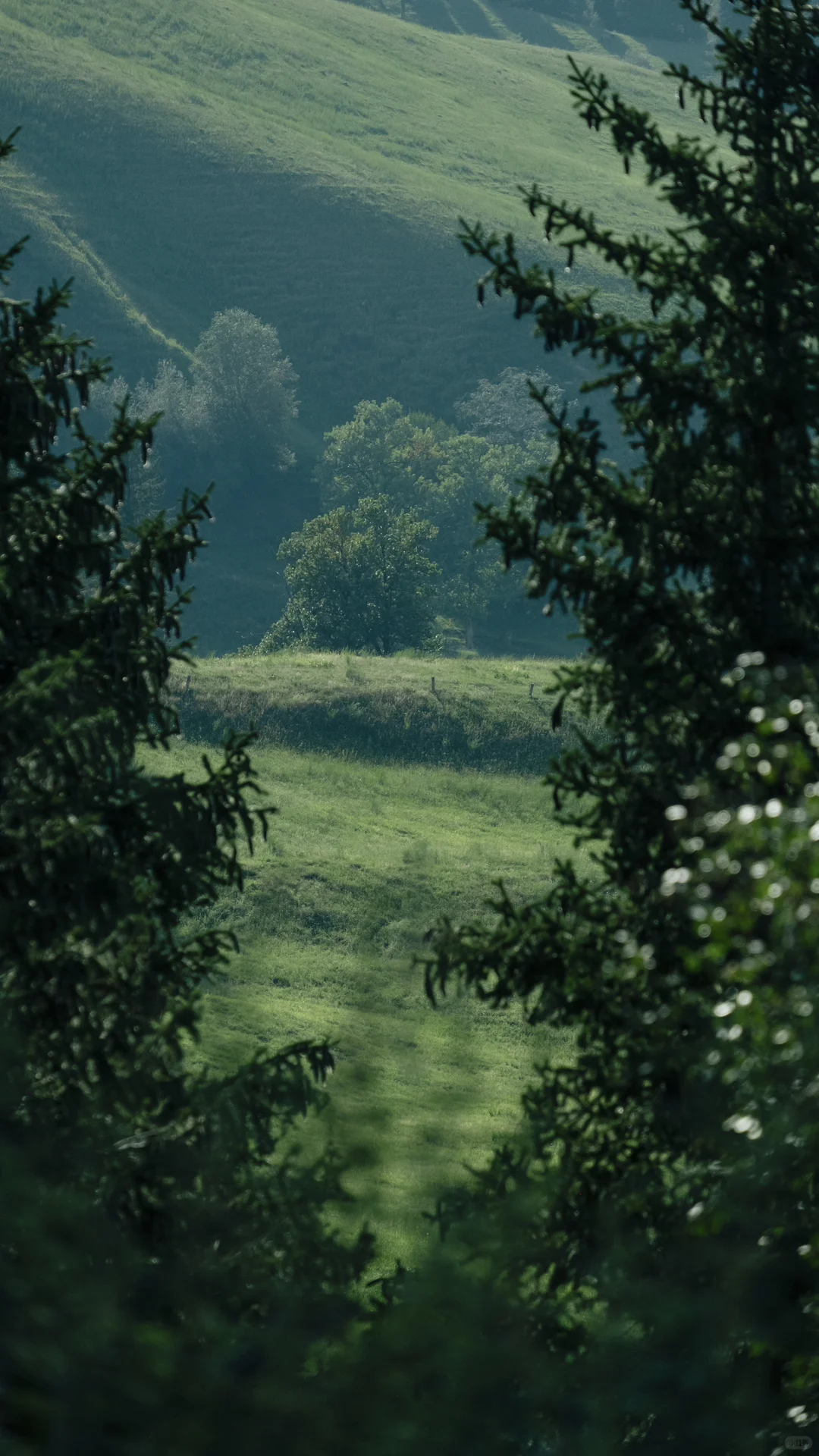 𝗚𝗿𝗲𝗲𝗻 𝗱𝗮𝘆