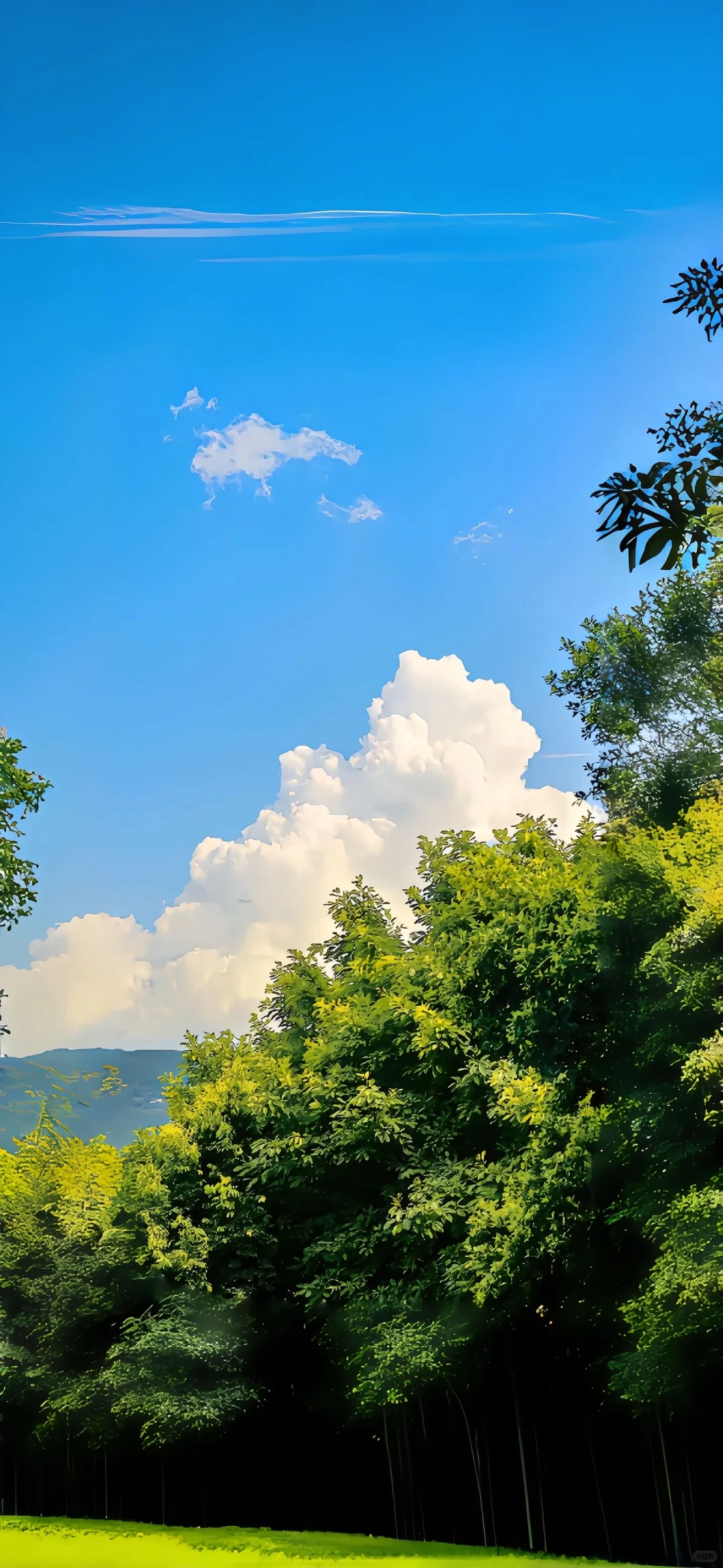 share丨生机盎然的壁纸
