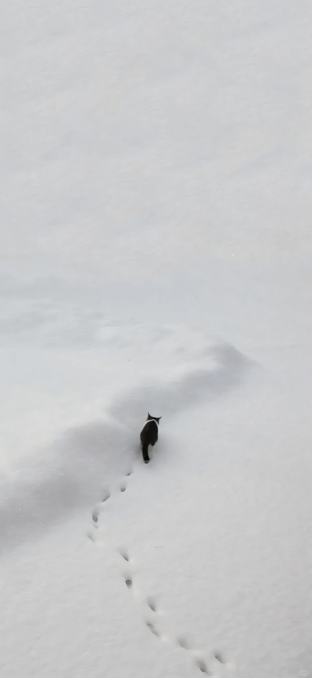 ins低饱和冷淡风壁纸🤍