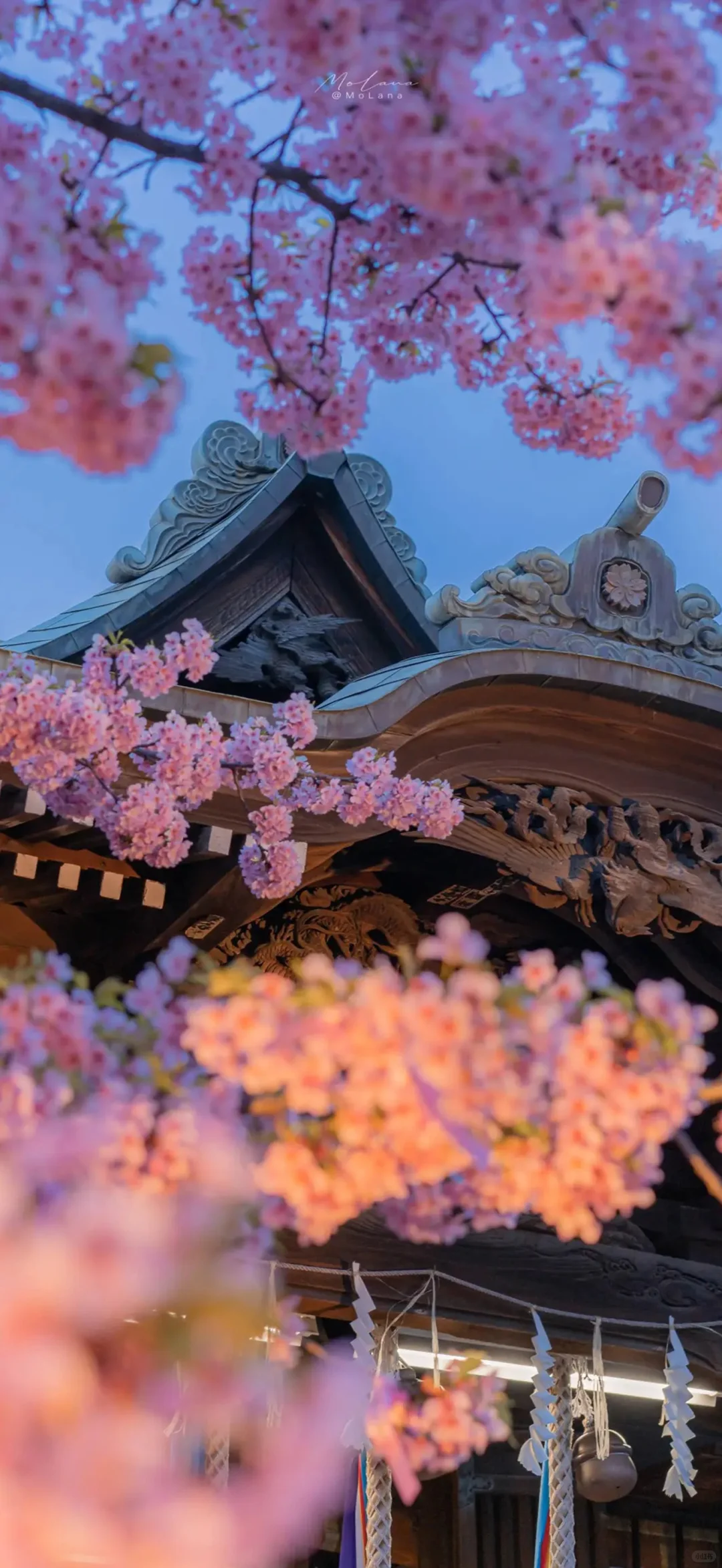 iOS26景深3D高清壁纸来啦～🪷🍀