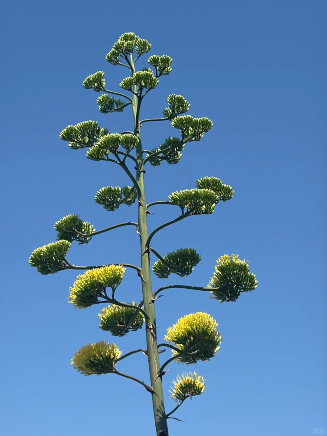 OOTD | Tiger print bikini 🐚👙