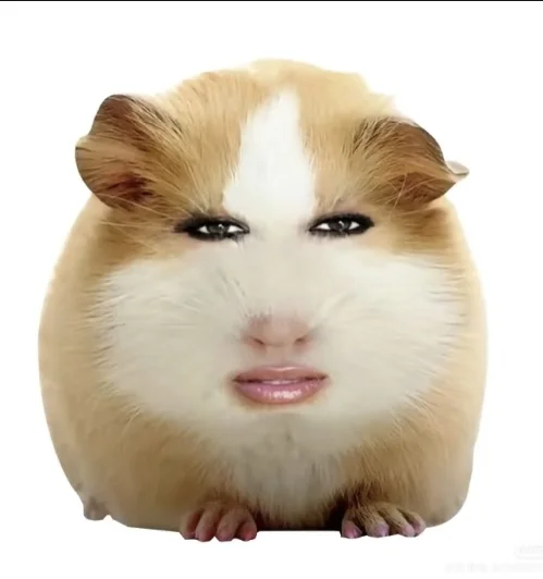 爆火表情包哦！随便用😊