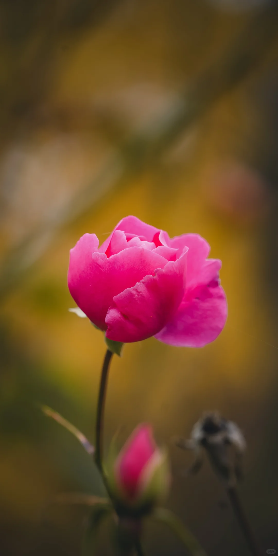 阴天，一份壁纸已送达