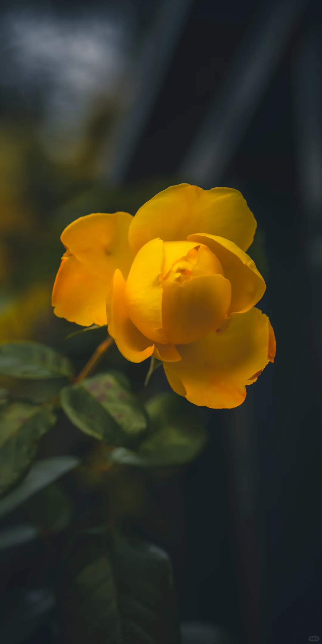 阴天，一份壁纸已送达