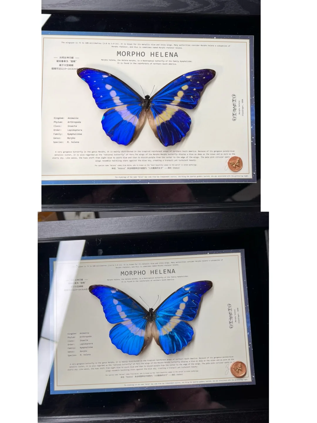 光明女神，这两只怎么选啊？499值不？