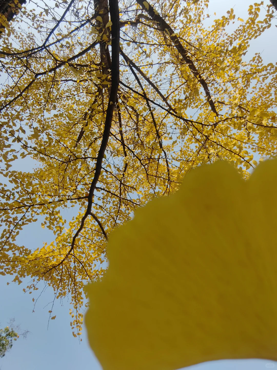 来西安的第三年秋🍁