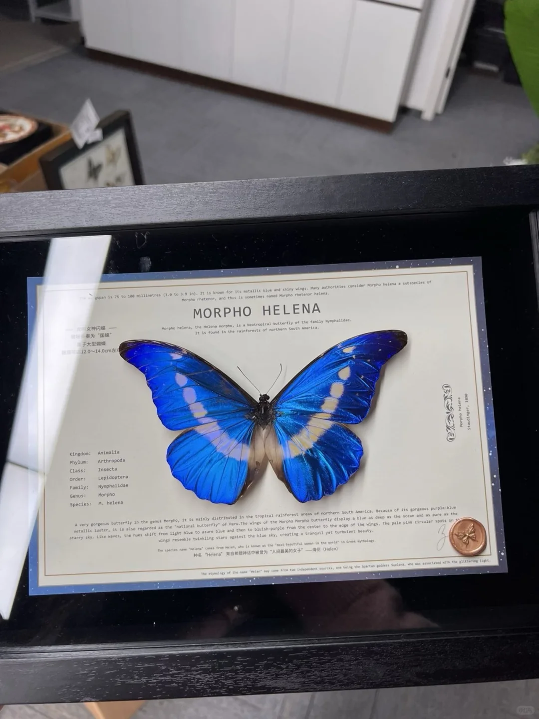 光明女神，这两只怎么选啊？499值不？